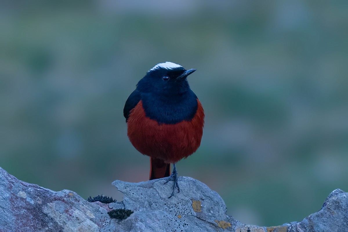 White-capped Redstart - Rajkumar Das