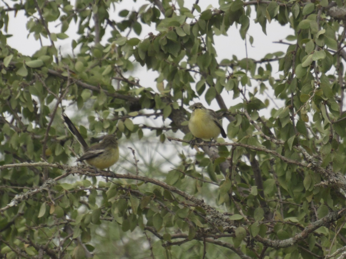 Greater Wagtail-Tyrant - ML443139171