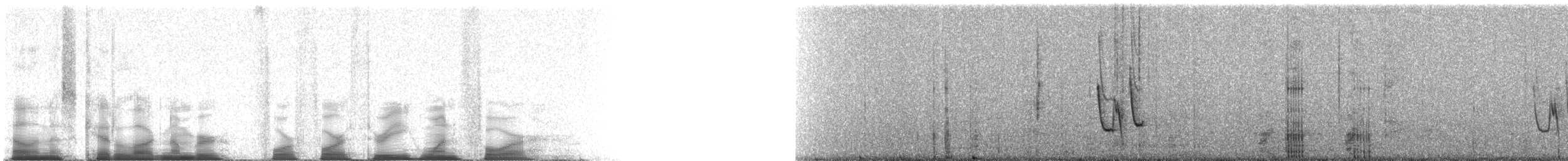 Toxostoma sp. - ML44314