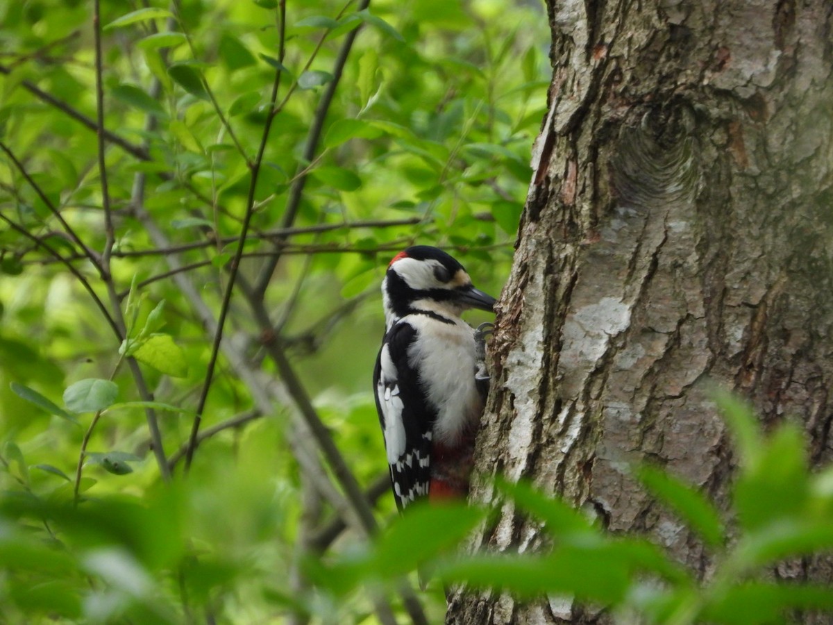 Great Spotted Woodpecker - ML443140171