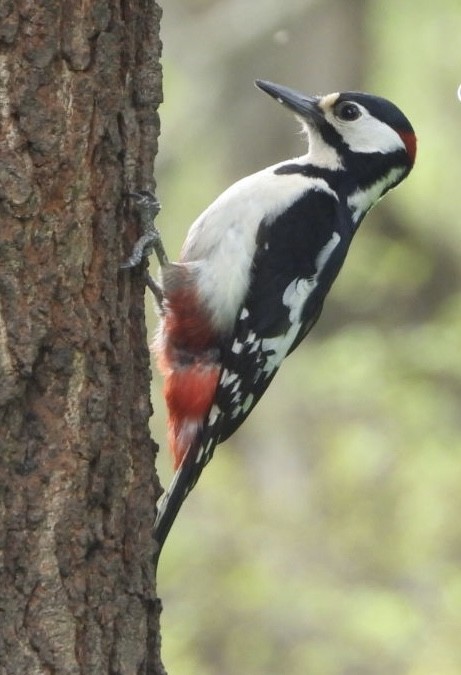Great Spotted Woodpecker - ML443140231