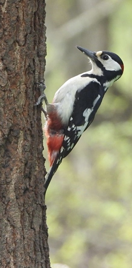Great Spotted Woodpecker - ML443140241