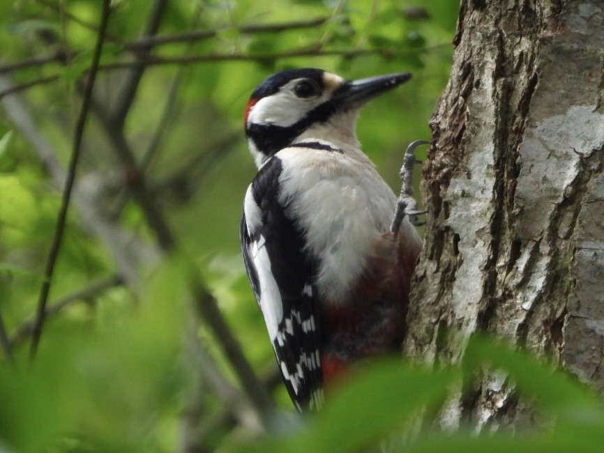 Great Spotted Woodpecker - ML443140251