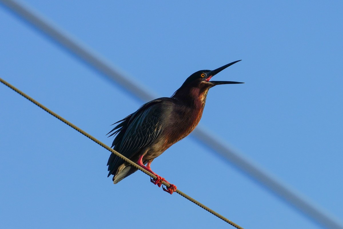 Green Heron - ML443140831