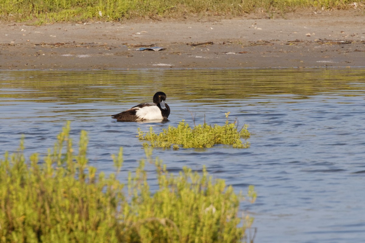 Greater Scaup - ML443142921