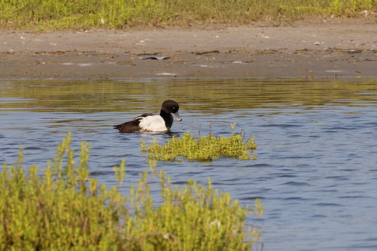 Greater Scaup - ML443142931