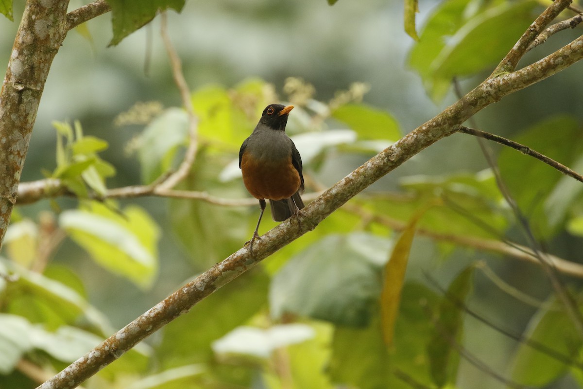 Chestnut-bellied Thrush - ML443143191