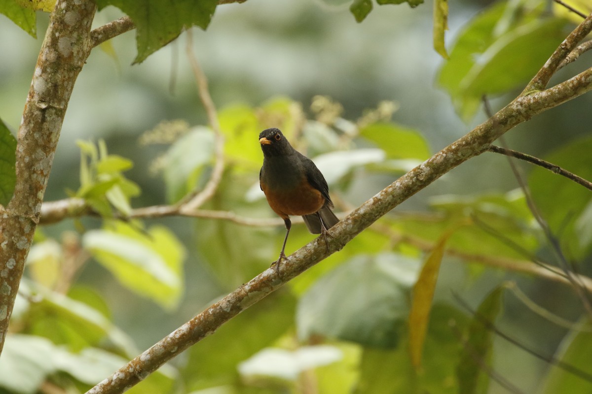 Chestnut-bellied Thrush - ML443143201