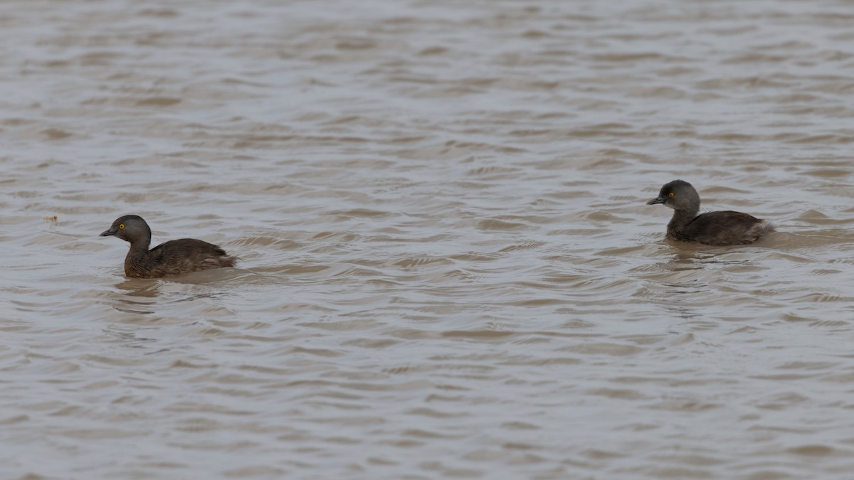 Least Grebe - ML443143341