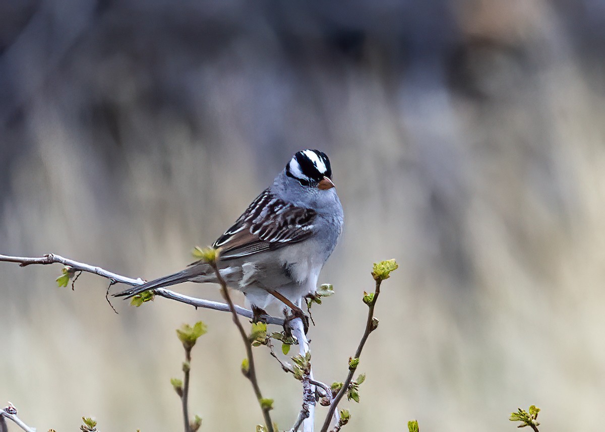 White-crowned Sparrow - ML443145561