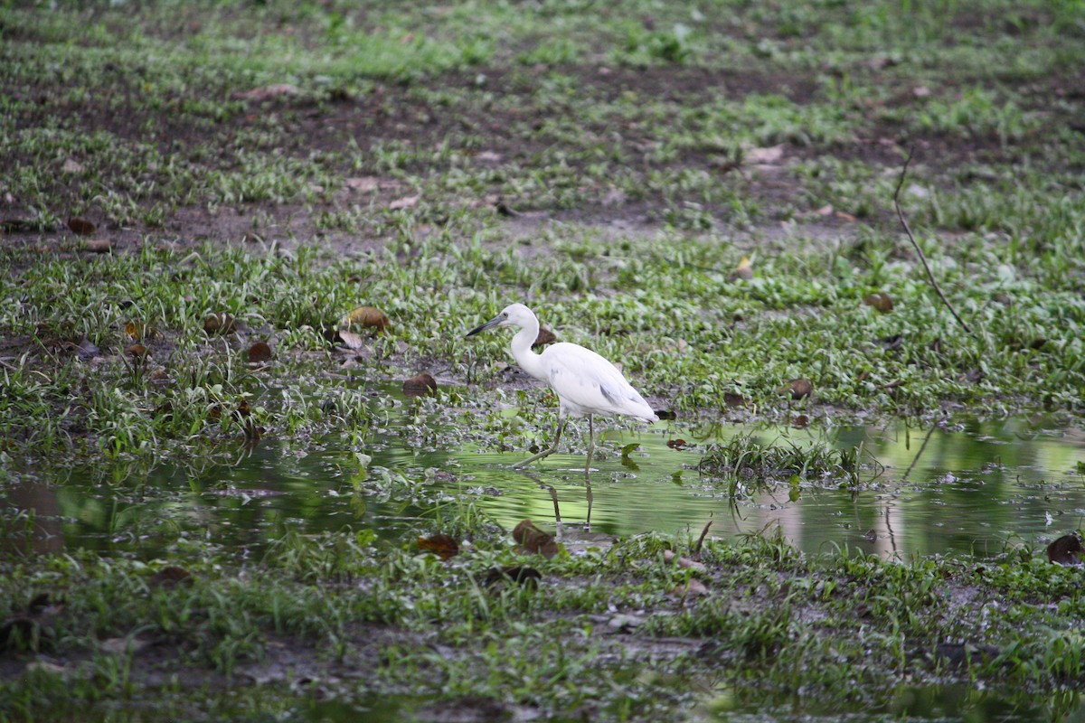 Little Blue Heron - ML443145631