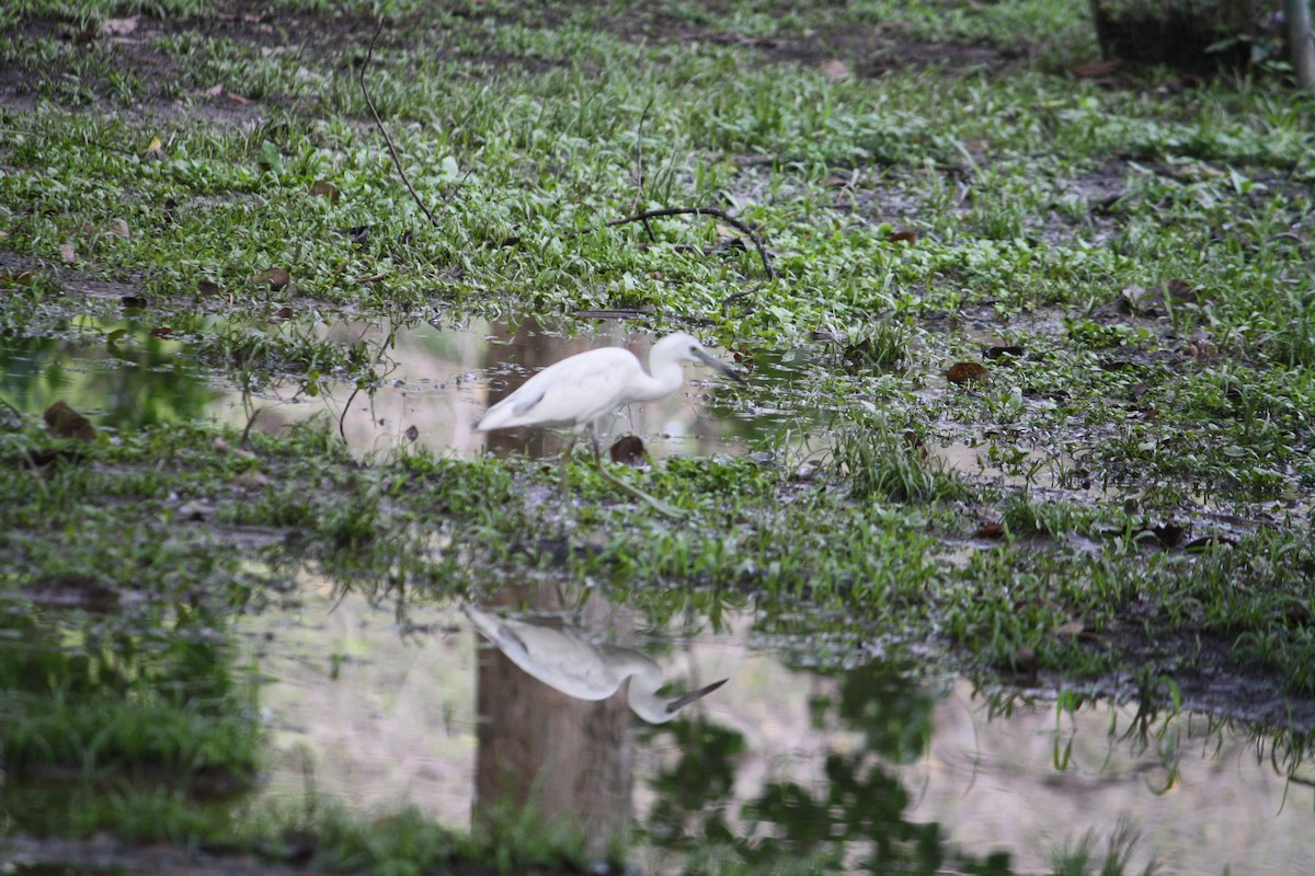 Little Blue Heron - Luis Mieres Bastidas