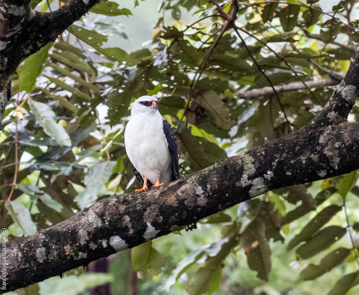 Black-faced Hawk - ML443146281