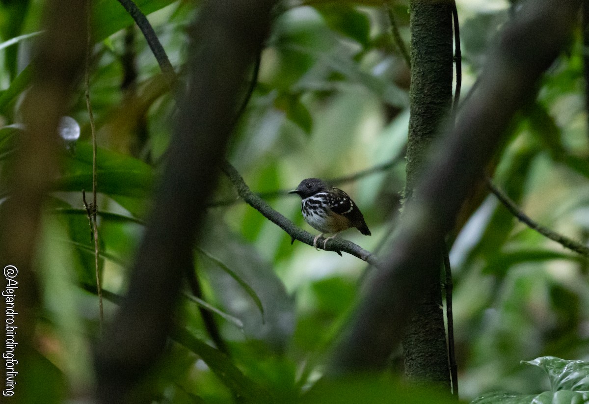 Spot-backed Antbird - ML443146931