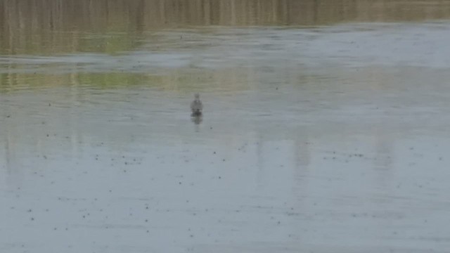 Marsh Sandpiper - ML443147241