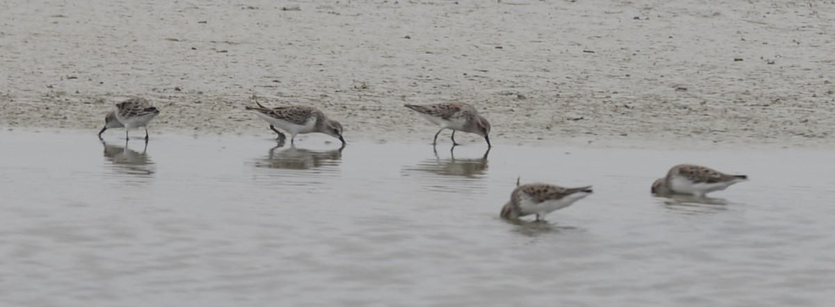 Semipalmated Sandpiper - ML443147371