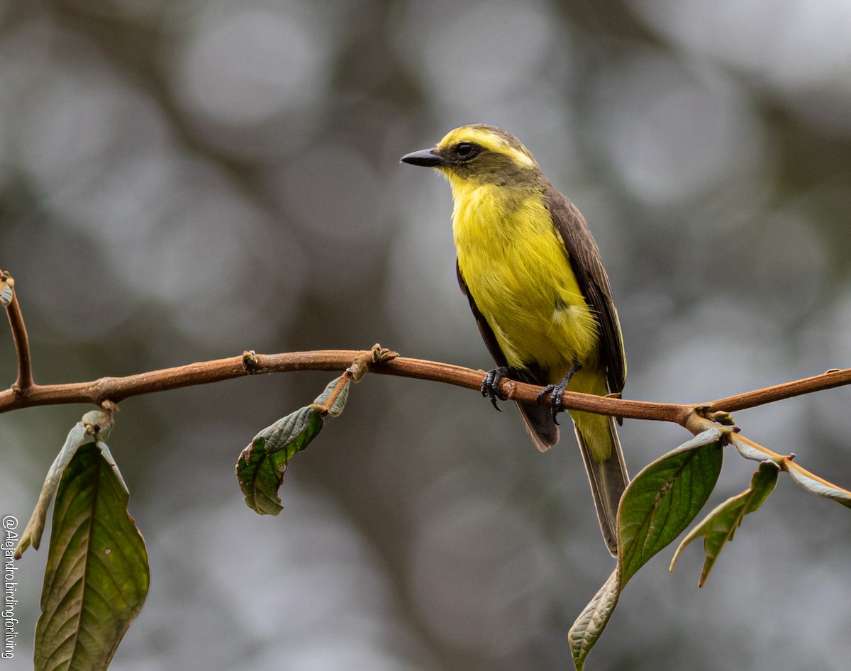 Lemon-browed Flycatcher - Alejandro Cartagena Ramirez