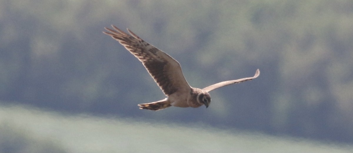 Pallid Harrier - ML443148101