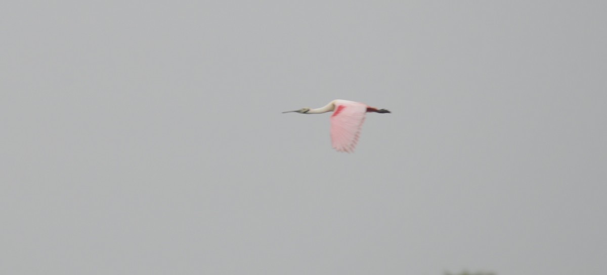 Roseate Spoonbill - ML443150661