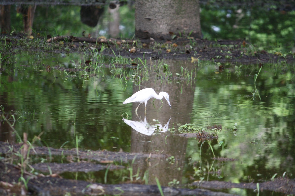 Little Blue Heron - ML443150861