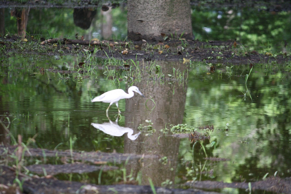 Little Blue Heron - ML443151741