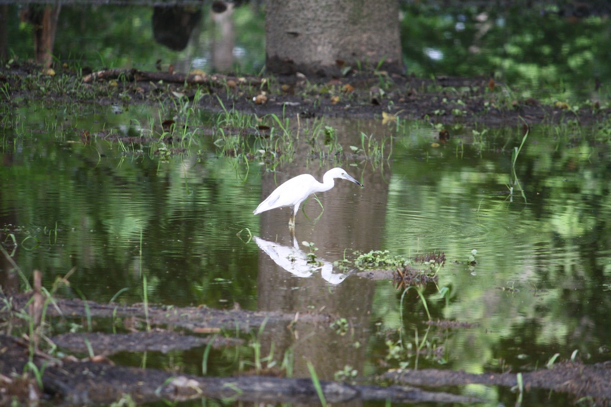 Little Blue Heron - Luis Mieres Bastidas