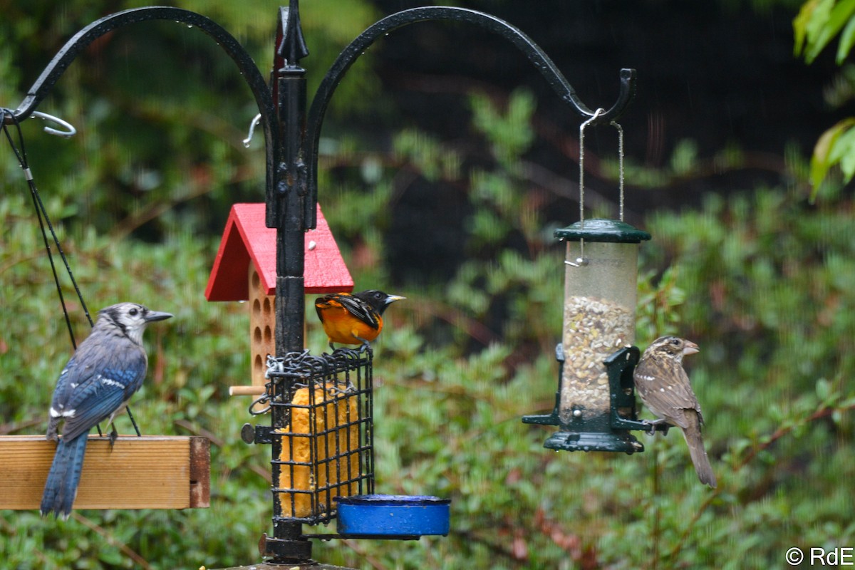 Baltimore Oriole - ML443153331