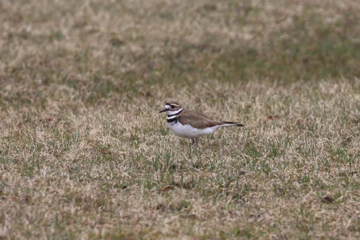 Killdeer - Stan Fairchild