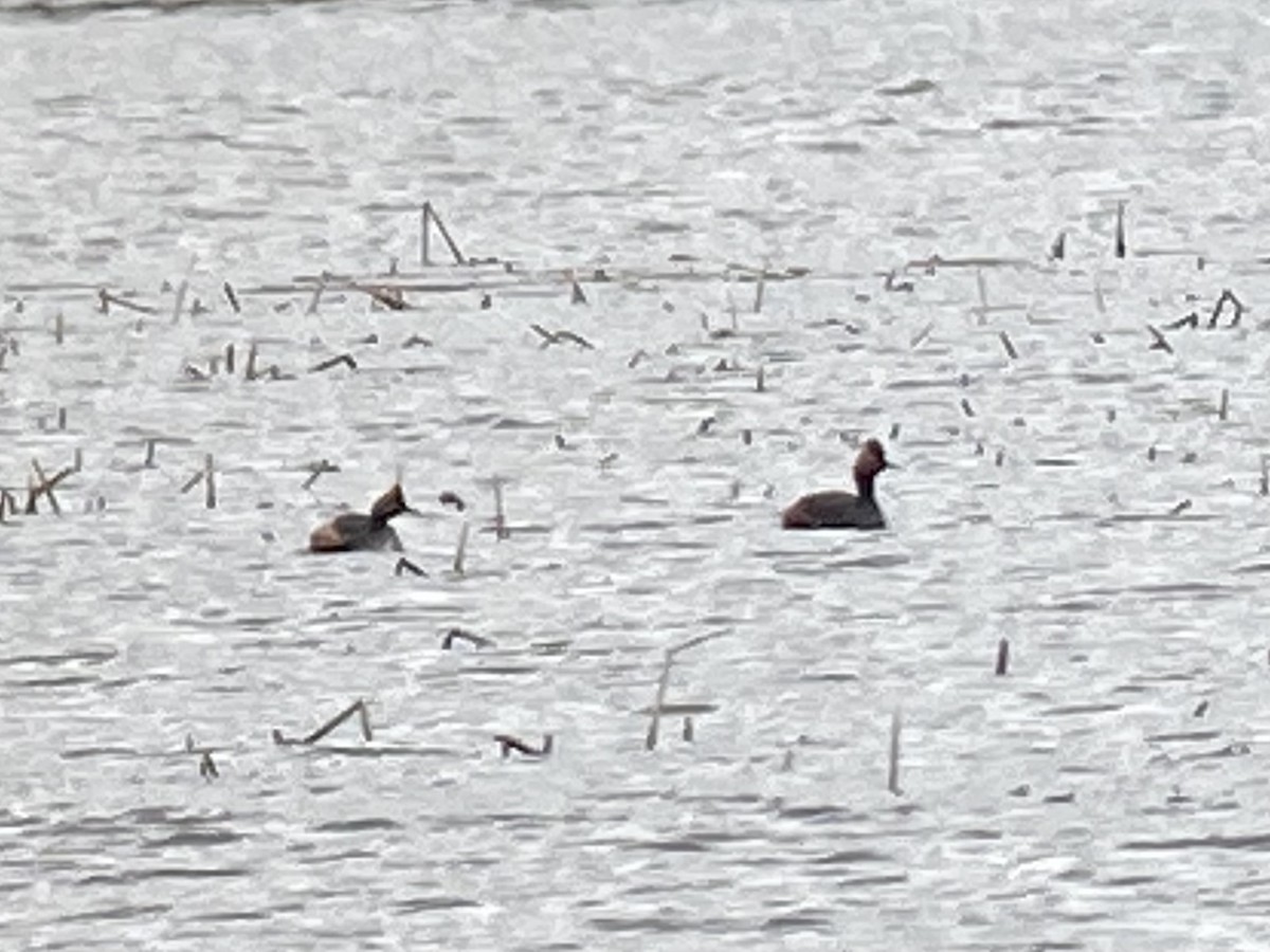 Eared Grebe - ML443154411