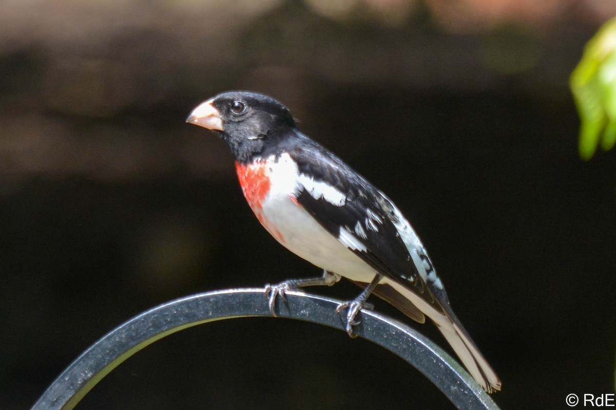 Rose-breasted Grosbeak - ML443154581