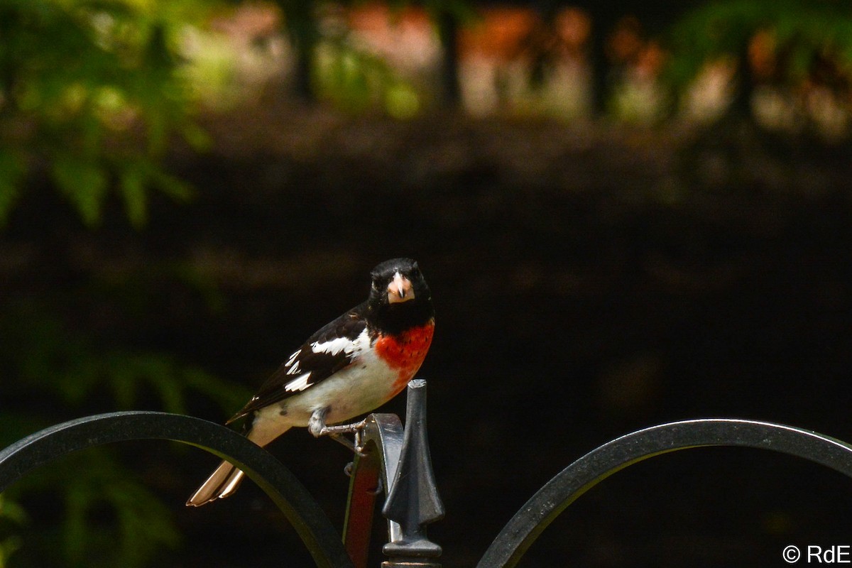 Rose-breasted Grosbeak - ML443154591