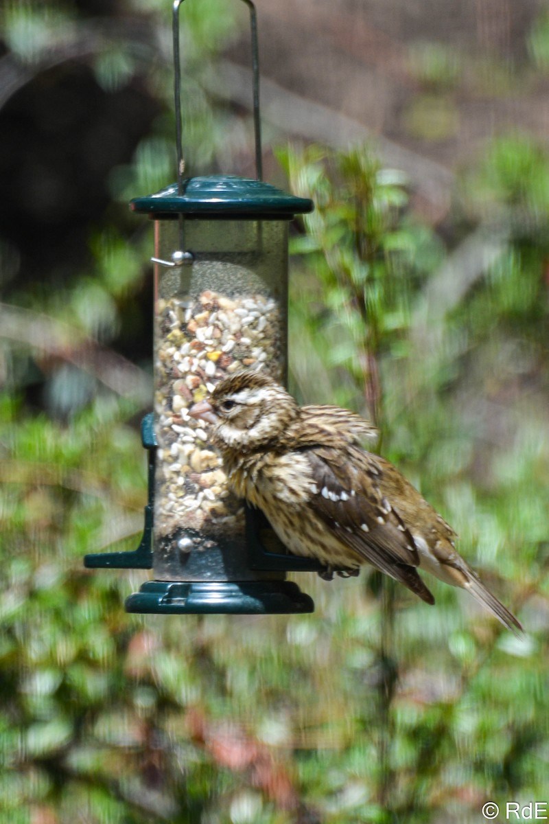 Rose-breasted Grosbeak - ML443154601