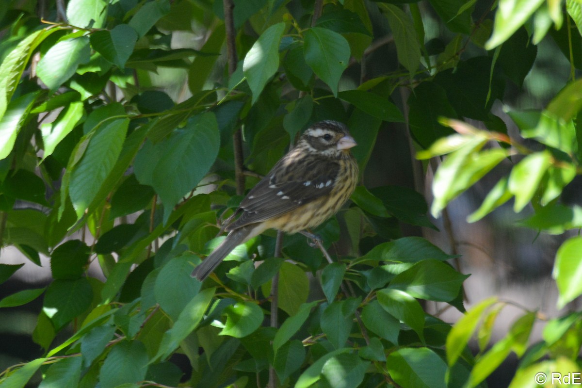 Rose-breasted Grosbeak - ML443154621