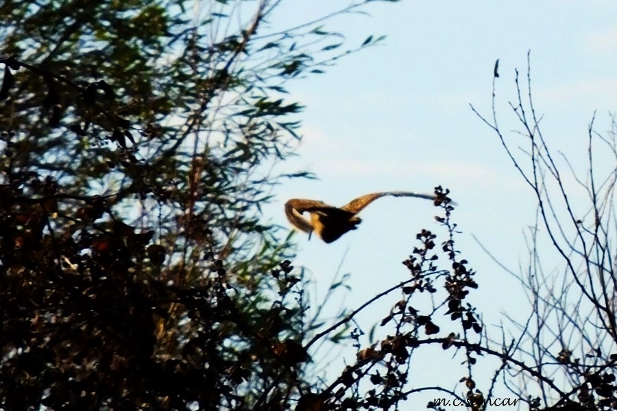 Eurasian Woodcock - ML44315491