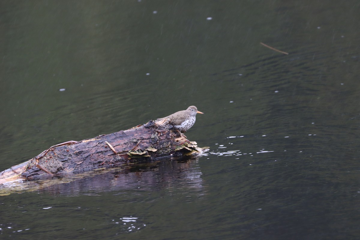 Spotted Sandpiper - Stan Fairchild