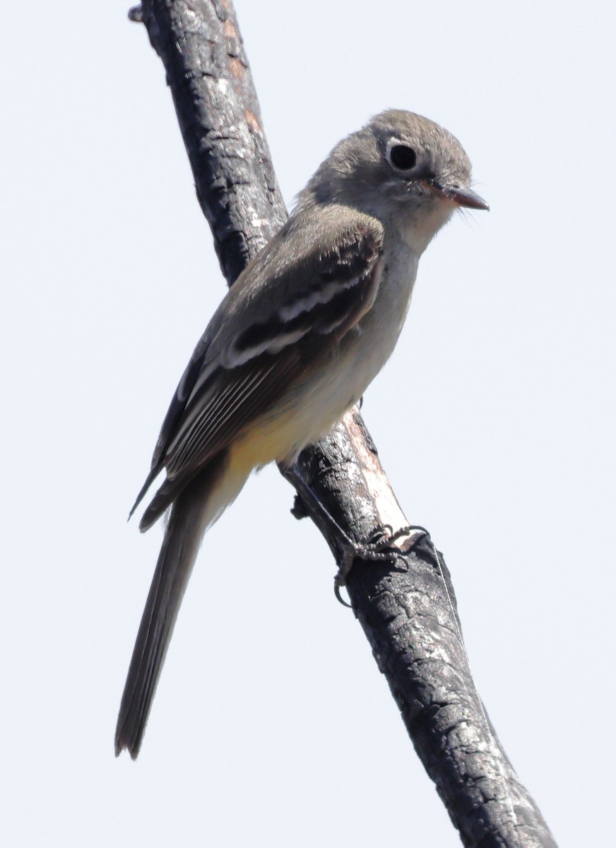 Dusky Flycatcher - ML443155991