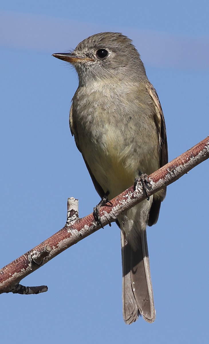 Dusky Flycatcher - ML443156191