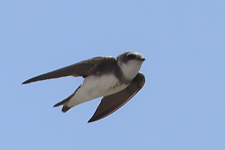 Bank Swallow - ML443156441