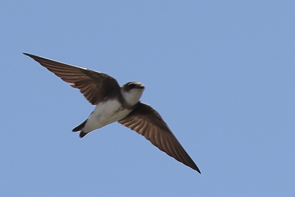 Bank Swallow - Frank Gilliland