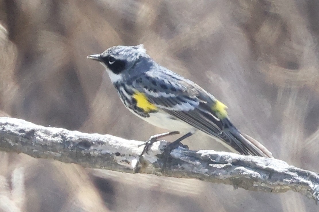 Yellow-rumped Warbler (Myrtle) - Frank Gilliland