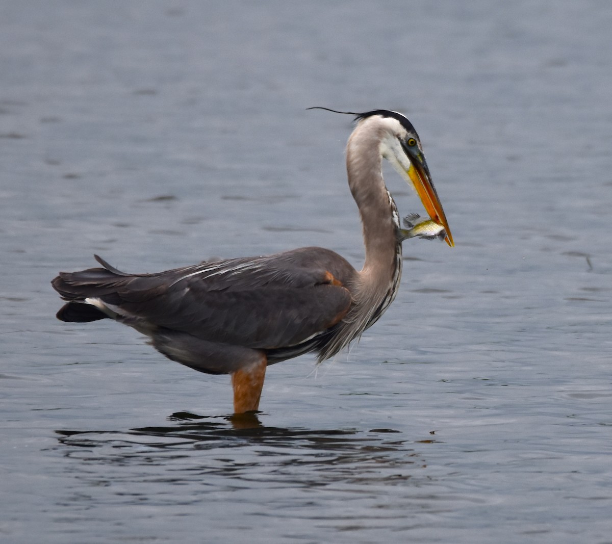 Garza Azulada - ML443157271