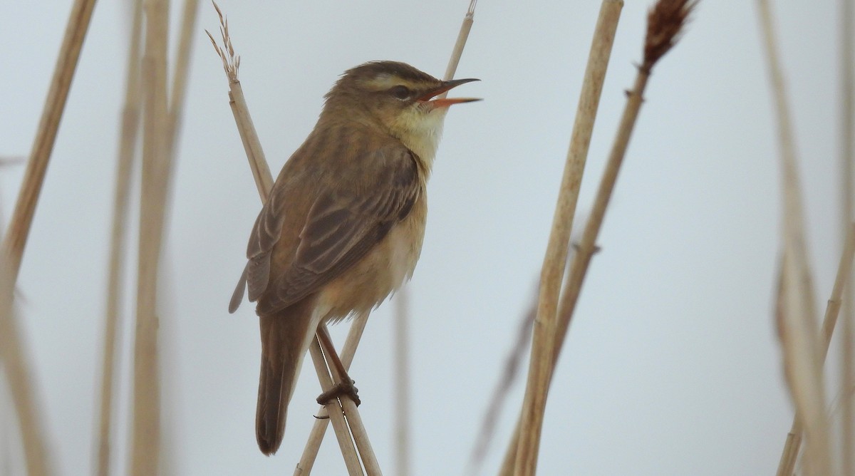 Sedge Warbler - Andrew Stainthorpe