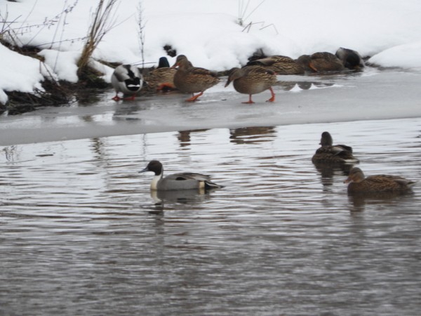 Northern Pintail - ML44315881