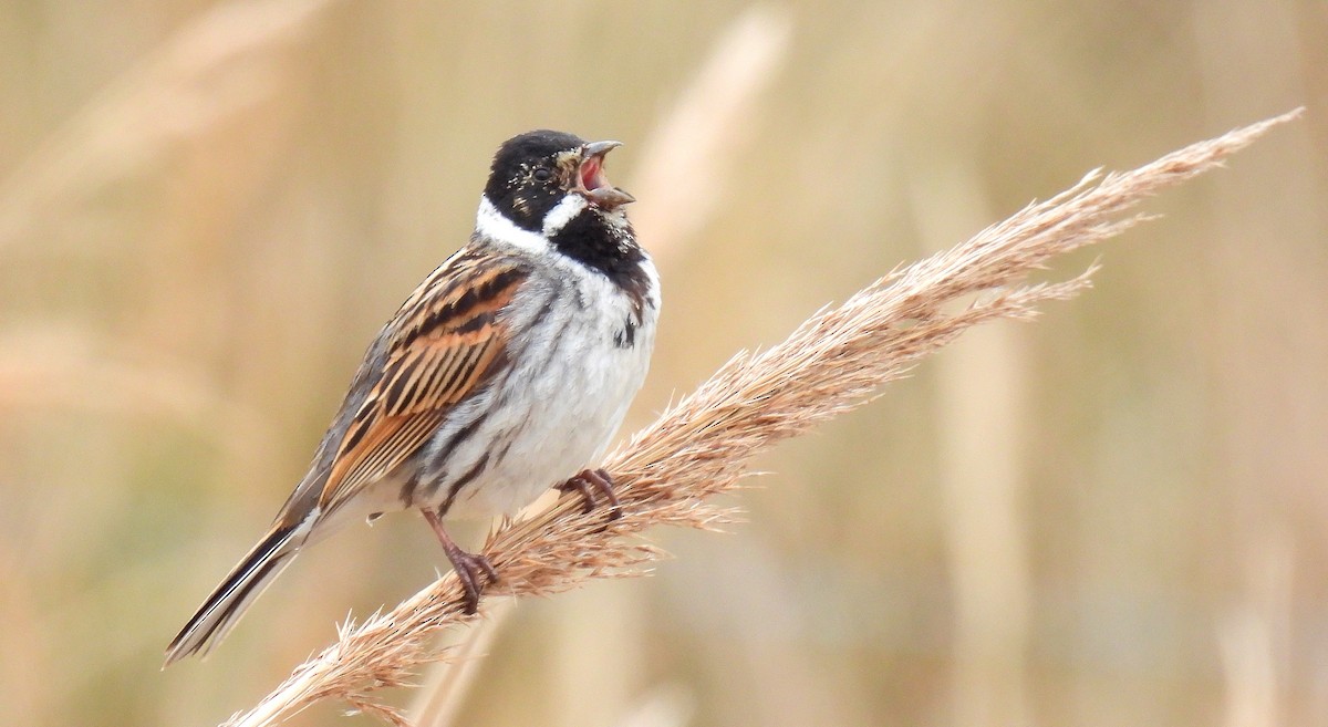 Reed Bunting - Andrew Stainthorpe