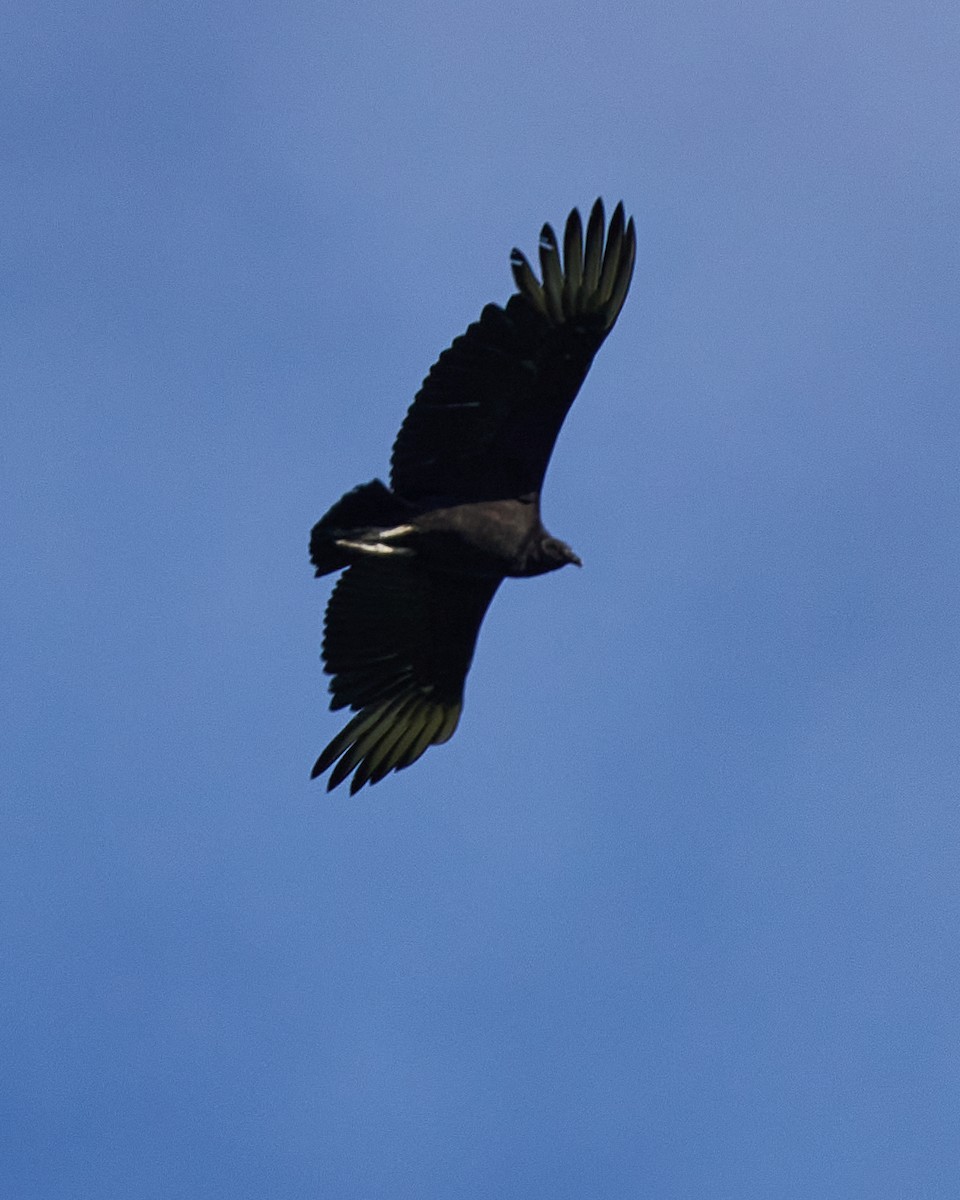 Black Vulture - ML443158861