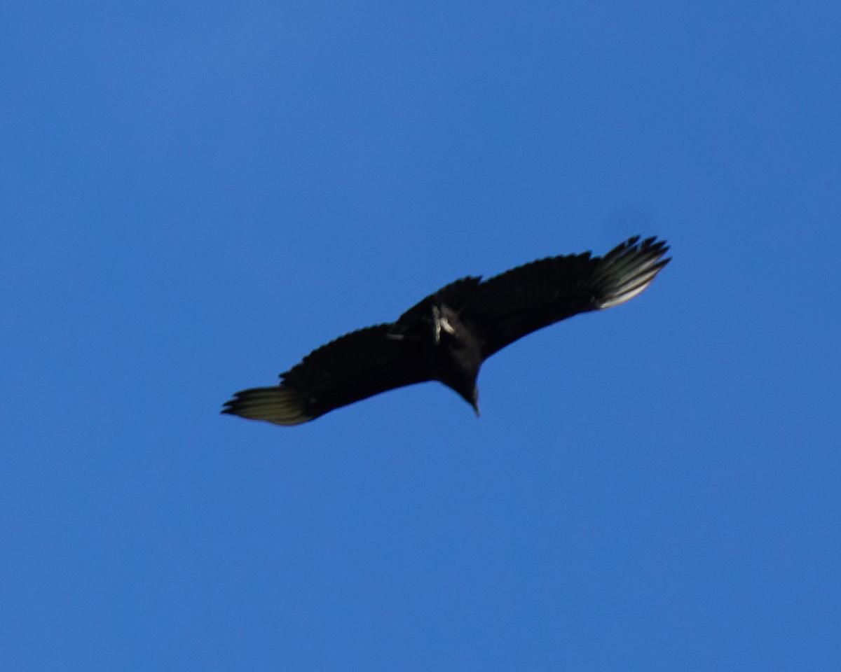 Black Vulture - ML443158871