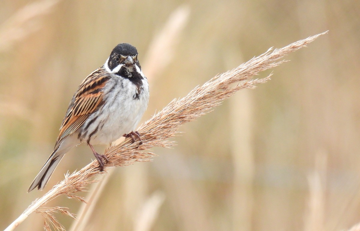 Reed Bunting - Andrew Stainthorpe