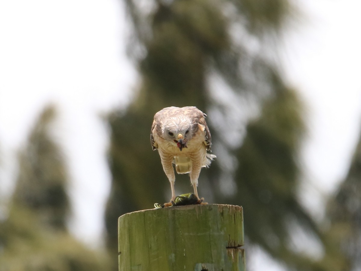 Red-shouldered Hawk - ML443160811