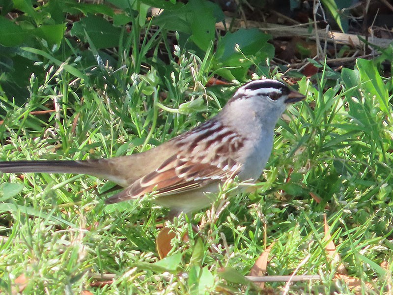 White-crowned Sparrow - ML443161261