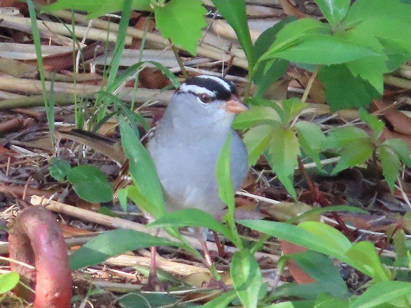 White-crowned Sparrow - ML443161271